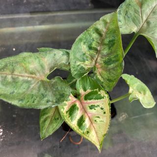 （分類：）位於 。 由 green_garden 提交（商品編號 1093953455，圖片 1）。簡介： 。
