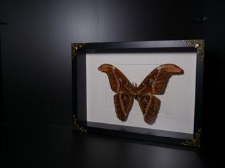 Atlas Moth Frame