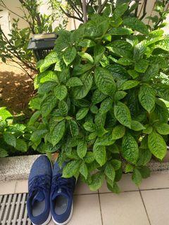 Affordable Black Face General For Sale Gardening Carousell Singapore