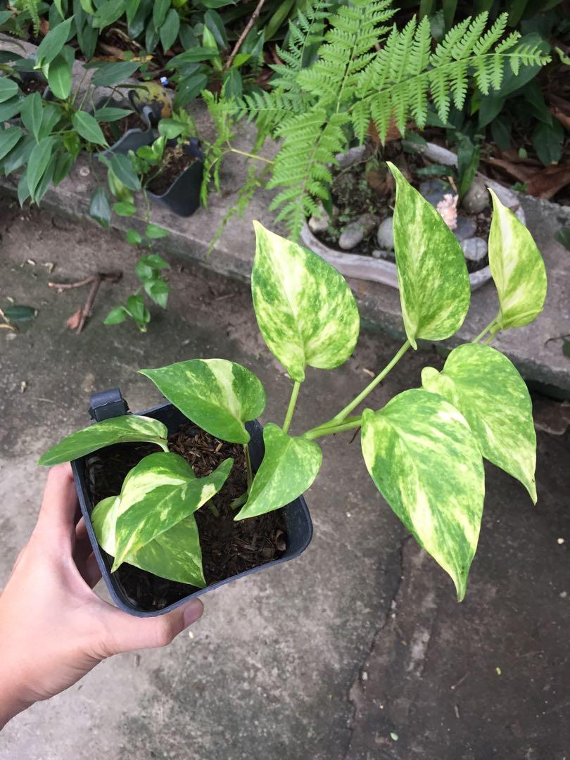 Hard to kill plants. Hanging plants. Indoor / outdoor., Furniture