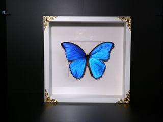 Morpho didus butterfly frame taxidermy