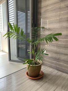 (Category: ) located in . Submitted by allnewthingssg (Listing ID 1093212043, Image 1). Description: .