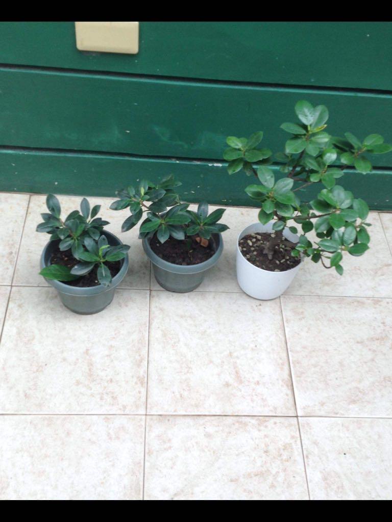 Rubber / zz / snake plants for sale (Category: Plants & Seeds) located in Manila. Submitted by twitch85 (Listing ID 1094089899, Image 1). Description: Various rubber / zz / snake plants for sale of different sizes. Feel free to ask for additional pics. All types of plants for the budget collector. .