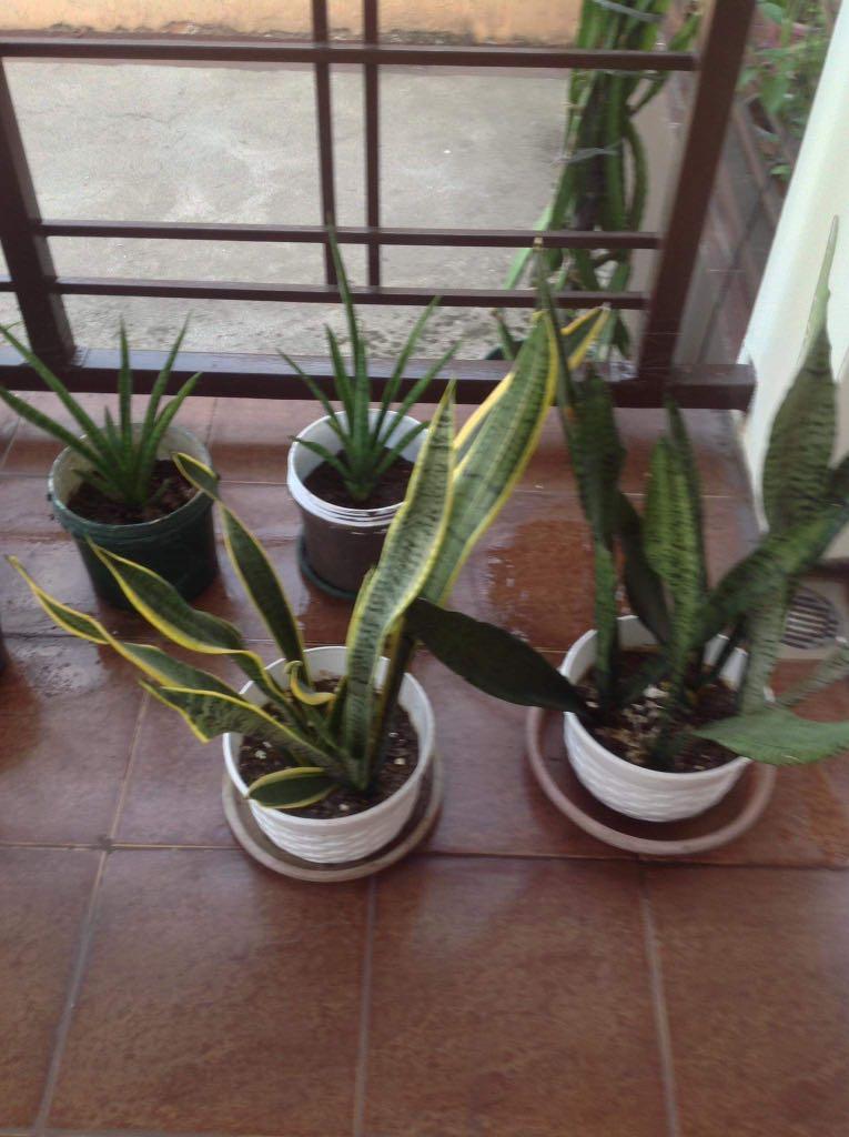 Rubber / zz / snake plants for sale (Category: Plants & Seeds) located in Manila. Submitted by twitch85 (Listing ID 1094089899, Image 3). Description: Various rubber / zz / snake plants for sale of different sizes. Feel free to ask for additional pics. All types of plants for the budget collector. .