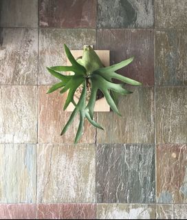 (Category: ) located in . Submitted by xavier.t (Listing ID 1092939392, Image 1). Description: .