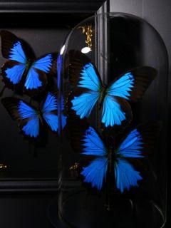 Ulysses Blue Butterflies Dome
