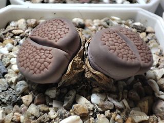 （分類：）位於 。 由 qookids 提交（商品編號 1094128495，圖片 1）。簡介： 。