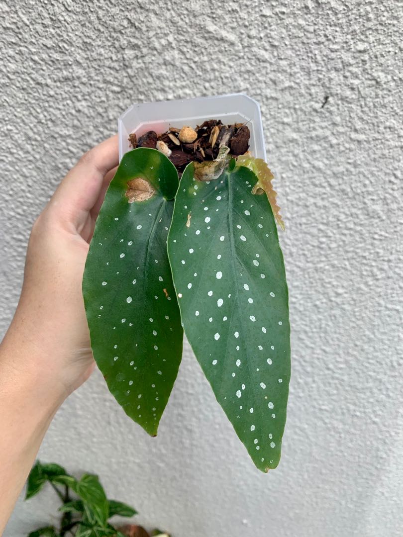 Begonia tamaya 2, Furniture & Home Living, Gardening, Plants & Seeds