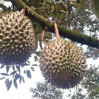 Durian pahang raub black gold