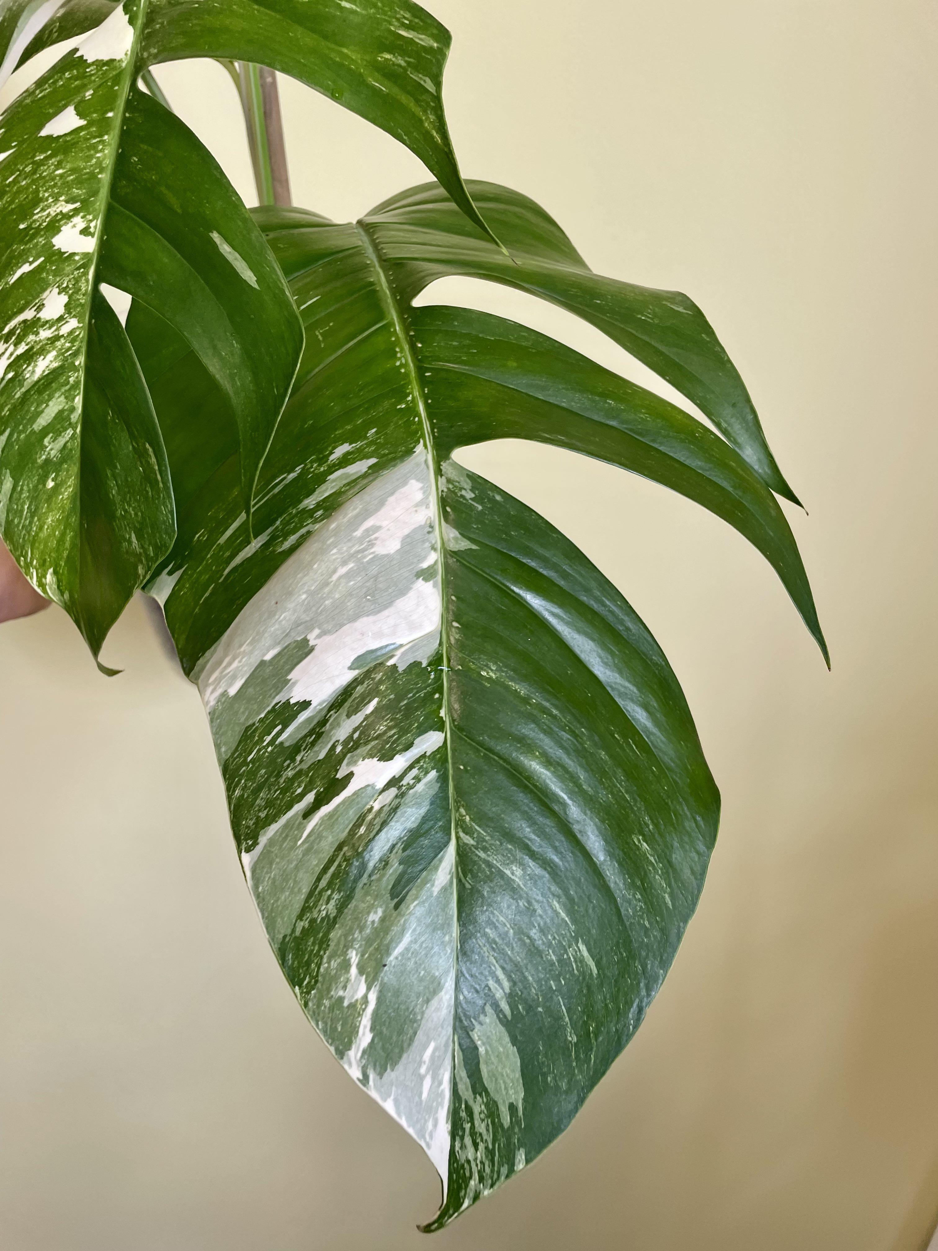 HUGE Epipremnum Pinnatum Albo Variegata (Actual Plant First Pics) – Kens  Philodendrons