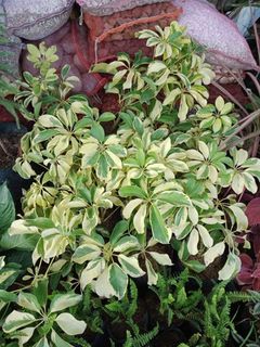 (Category: ) located in . Submitted by plants_sale (Listing ID 1094175141, Image 1). Description: .