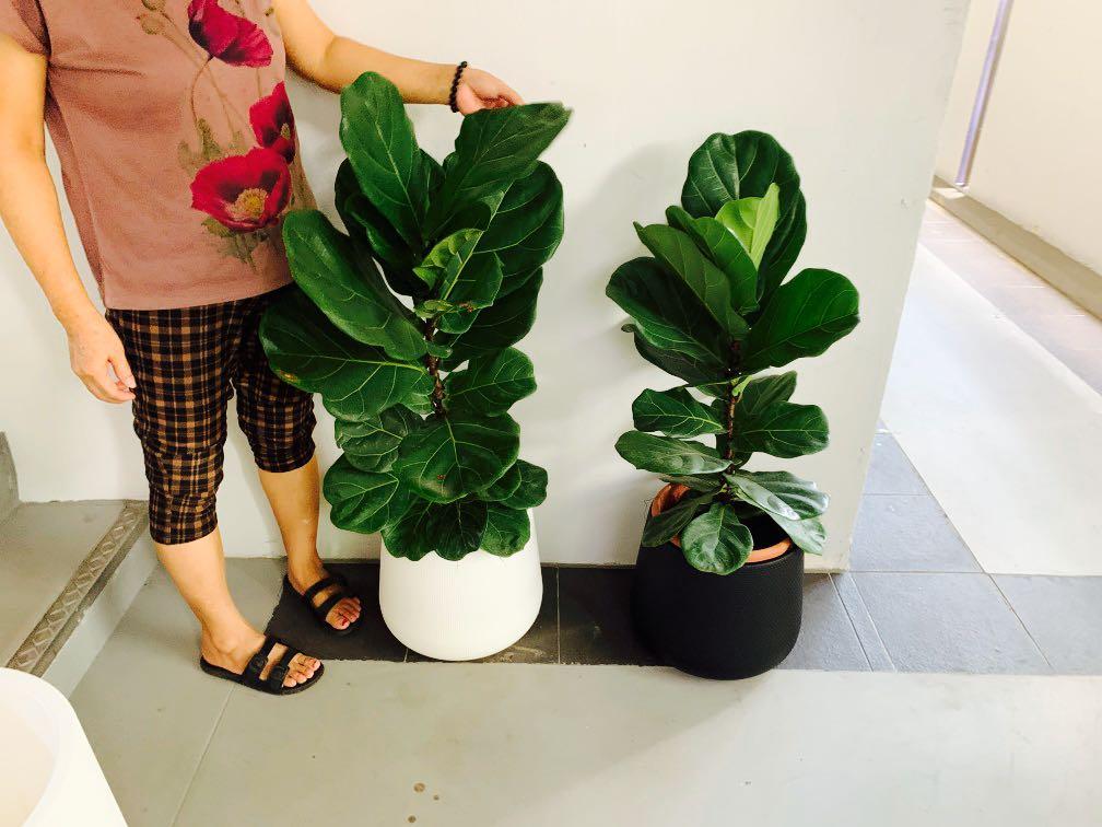 Huamama Garden Ficus With Pot 88 Qxpress 10 Delivery Furniture Home Living Gardening Plants Seeds On Carou - Garden Veggie Plants Delivered Huamama Garden Ficus With Pot 88 Qxpress 10 Delivery Furniture Home Living Gardening Plants Seeds On Carou - Garden Veggie Plants Delivered