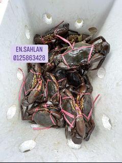Affordable Ketam Nipah For Sale Food Drinks Carousell Malaysia