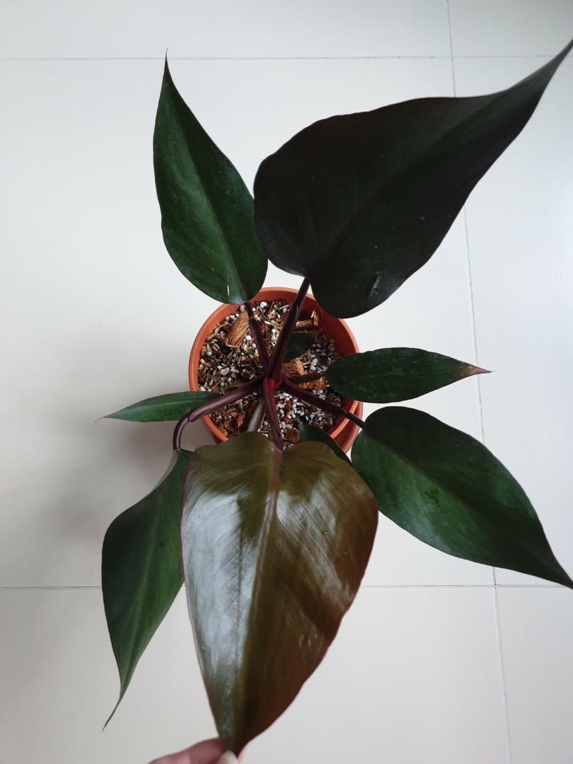 Philodendron Black Knight Aroid Foliage Houseplant Indoor Plants Furniture Home Living Gardening Plants Seeds On Carousell