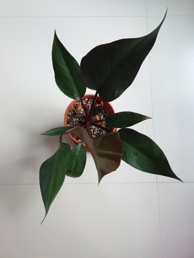 Philodendron Black Knight Aroid Foliage Houseplant Indoor Plants Furniture Home Living Gardening Plants Seeds On Carousell