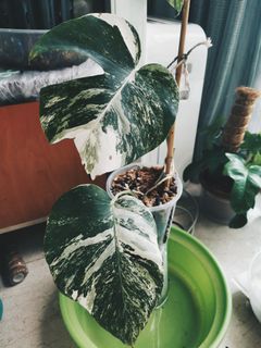 (Category: ) located in . Submitted by plantisso (Listing ID 1094145851, Image 1). Description: .