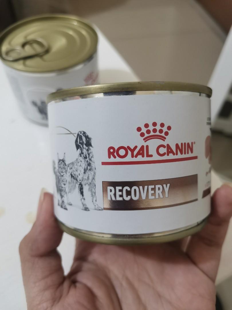 Royal Canin Recovery Wet Food Pet Supplies Pet Food on Carousell