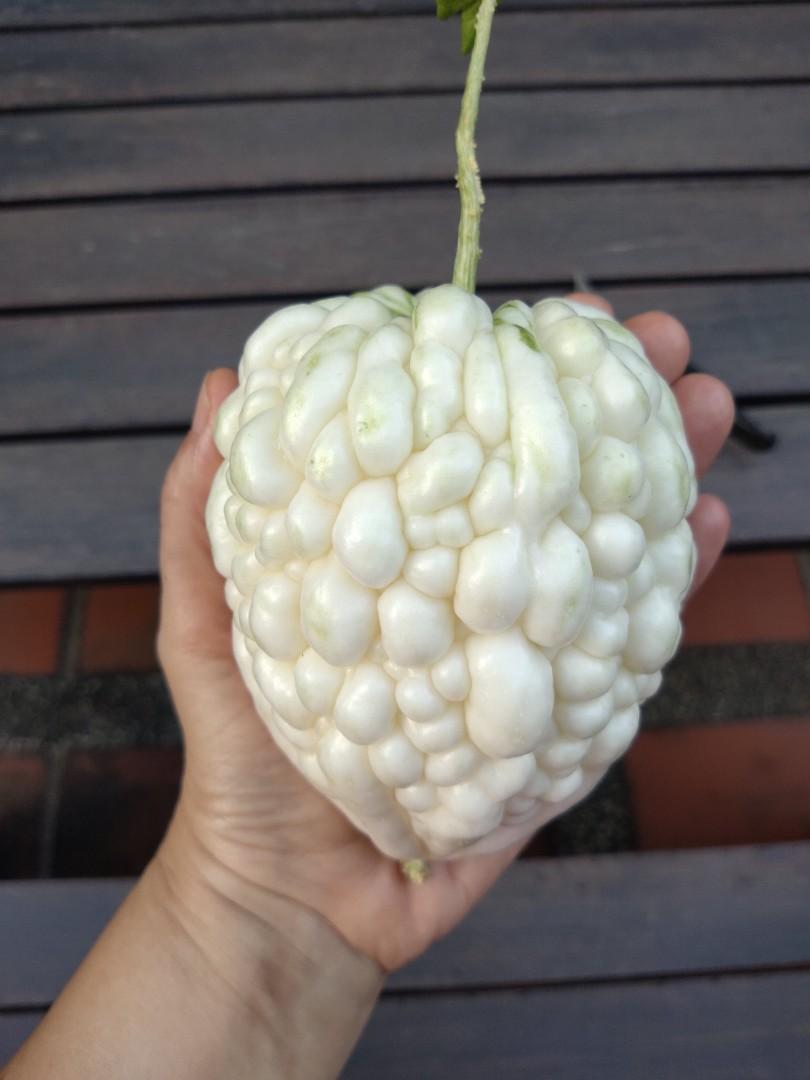 Taiwan White Heart Bitter Gourd Seeds Balsam Pear Free Mailing Furniture Home Living Gardening Plants Seeds On Carousell