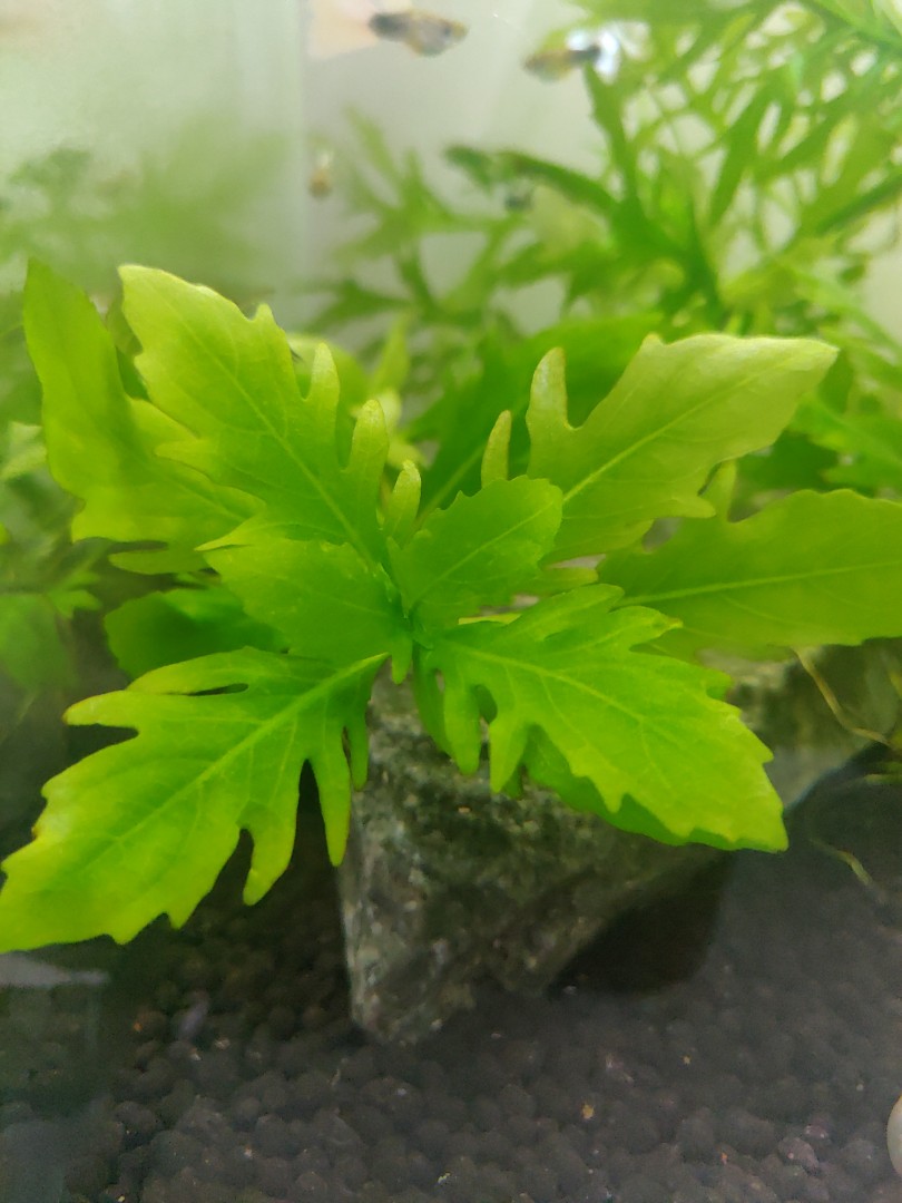 水羅蘭陰性水草 10 3棵無需co2 其他 其他 Carousell