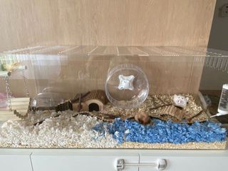 (Category: ) located in . Submitted by sellingitemsonly (Listing ID 1094514823, Image 1). Description: .