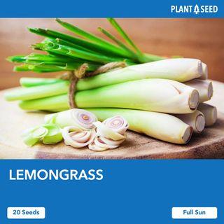 Lemongrass Herb Seeds [20 Seeds]