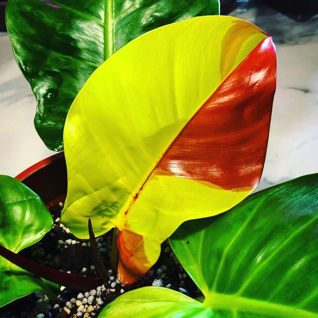 Rare - Philodendron Yellow Flame Plant, Furniture & Home Living ...