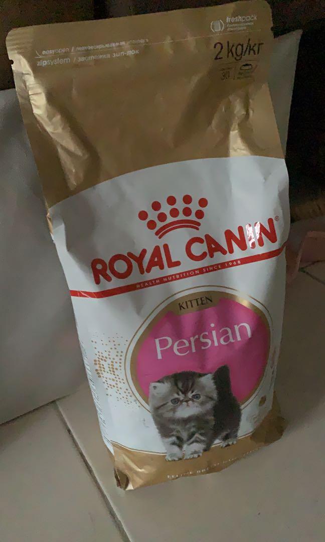 Rc kitten persian top