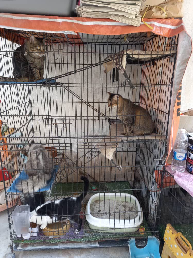 Sangkar kucing 4 level, Pet Supplies, Pet Accessories on Carousell