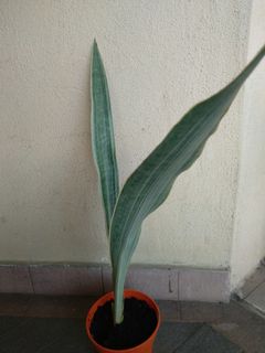(Category: ) located in . Submitted by newplant (Listing ID 1094356686, Image 1). Description: .