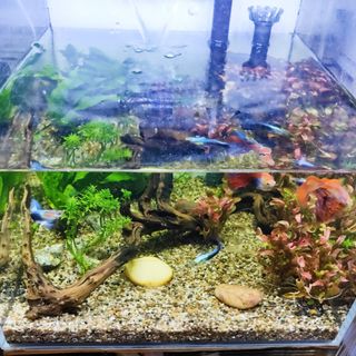 (Category: ) located in . Submitted by spacekids (Listing ID 1094530425, Image 1). Description: .