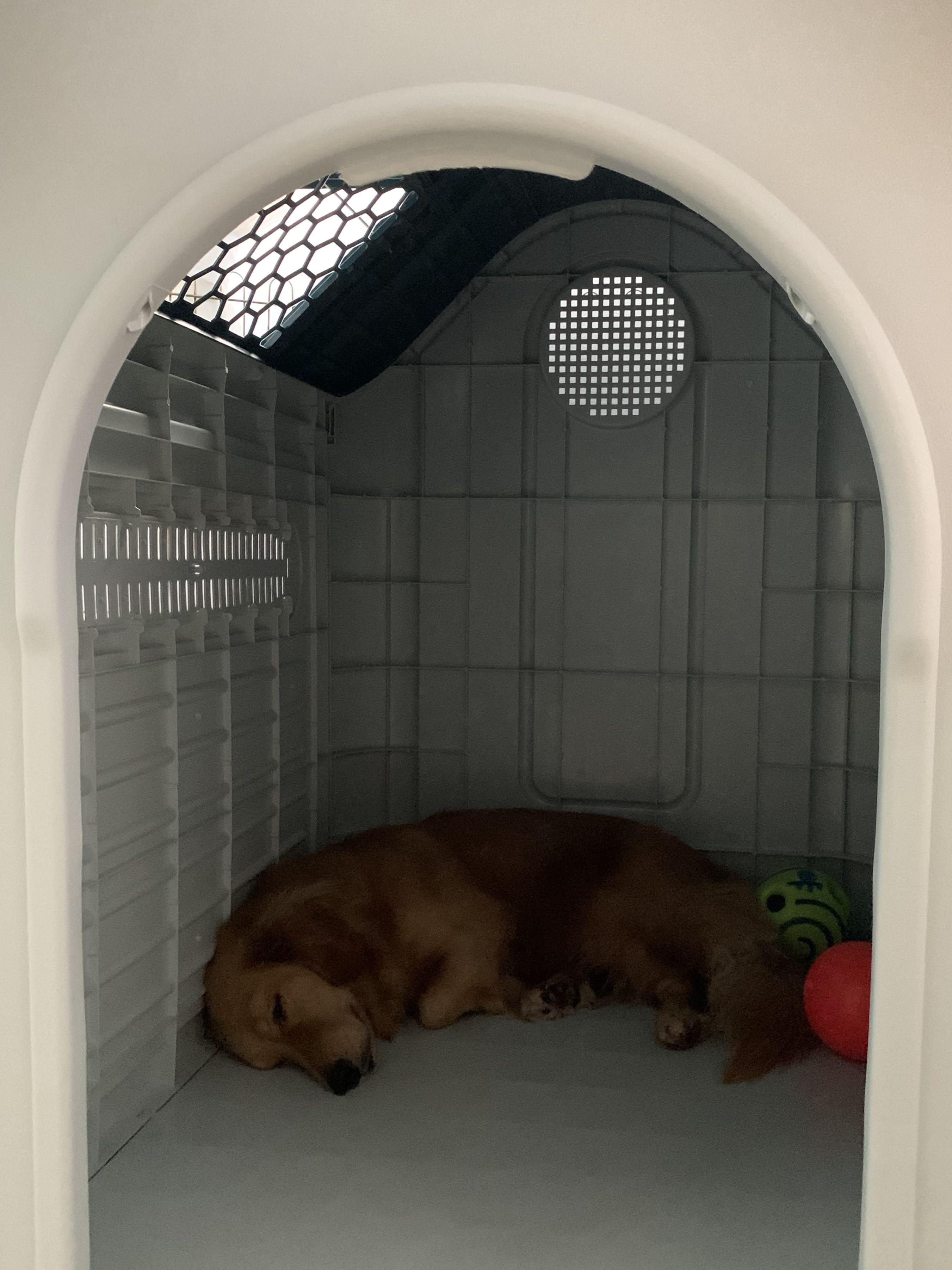 XXL Plastic Dog House with Teal Roof (Door included), Pet Supplies