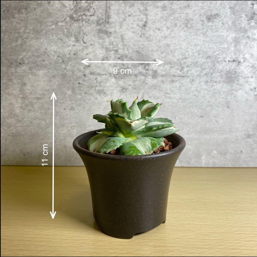 王妃雷神白中班龍舌蘭 稀有品種 潮人必選 傢俬 家居 園藝 園藝工具和裝飾品 Carousell