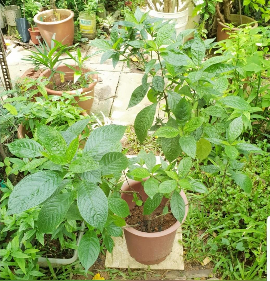 黑面将军 Black Face General Furniture Home Living Home Decor Artificial Plants Flowers On Carousell