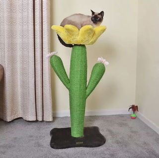 (Category: ) located in . Submitted by allforpets (Listing ID 1094643861, Image 1). Description: .