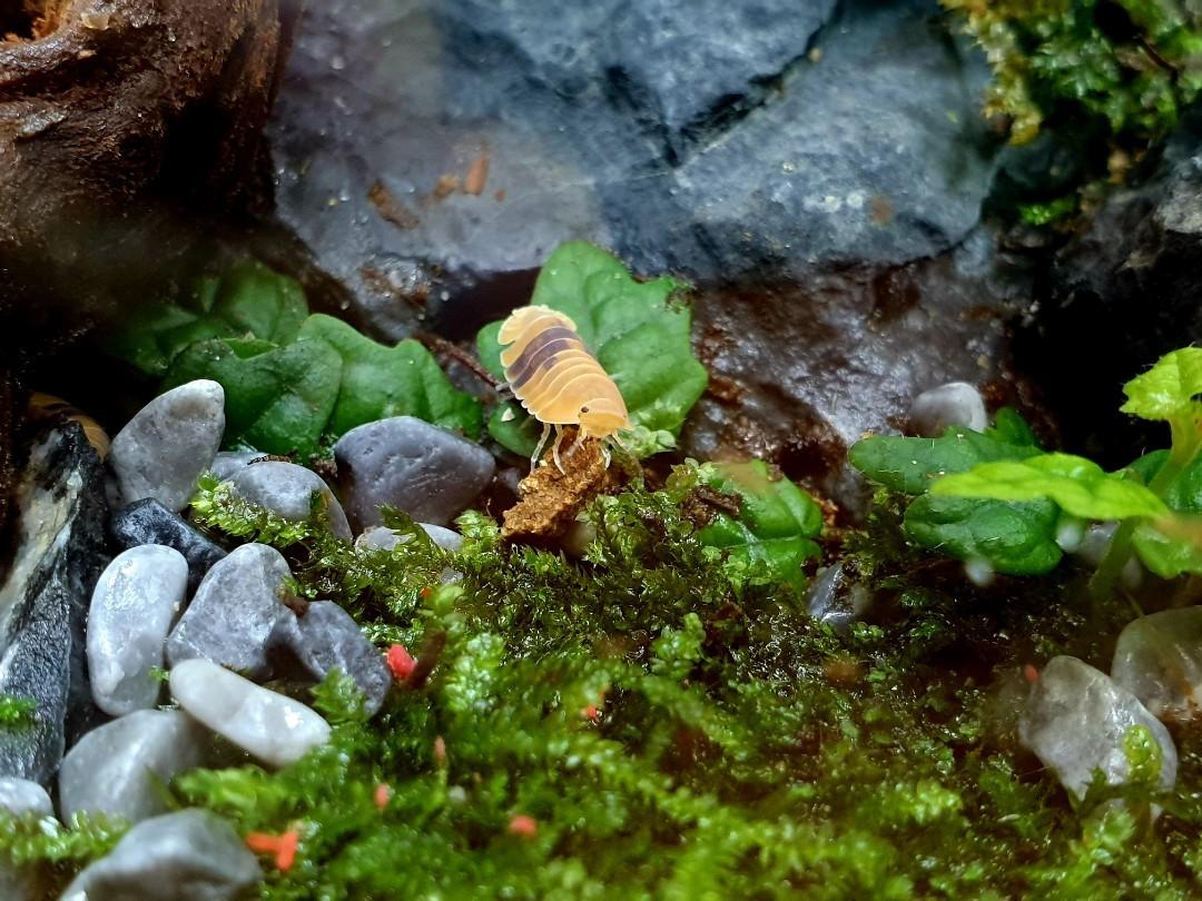 Closed terrarium with isopods and live moss, Furniture & Home Living