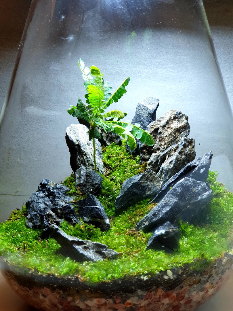 Closed terrarium with isopods and live moss, Furniture & Home Living