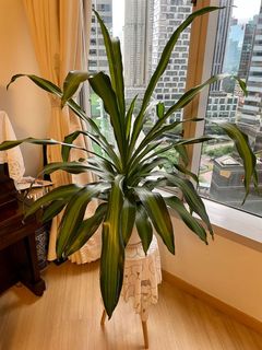 （分類：）位於 。 由 spsunderhill 提交（商品編號 1094779491，圖片 1）。簡介： 。