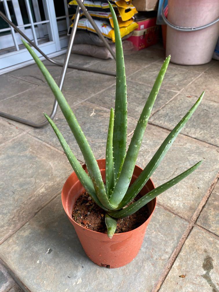 Organic Edible Aloe Vera Plant Furniture And Home Living Gardening Plants And Seeds On Carousell 5369