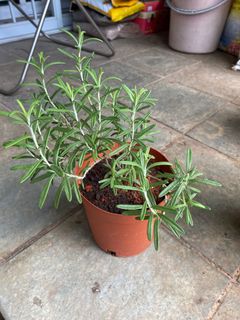 (Category: ) located in . Submitted by gardenertang (Listing ID 1094592685, Image 1). Description: .