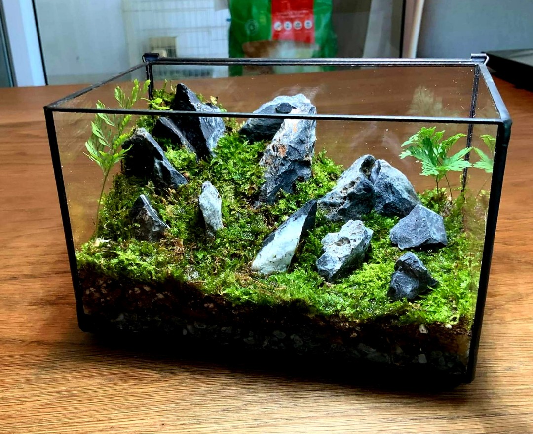 Terrarium with isopods (enclosed), Furniture & Home Living, Gardening