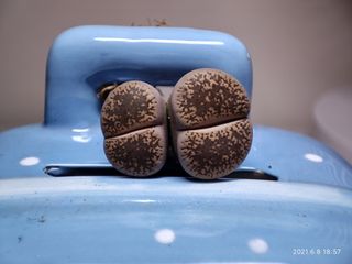 （分類：）位於 。 由 qookids 提交（商品編號 1094822915，圖片 1）。簡介： 。