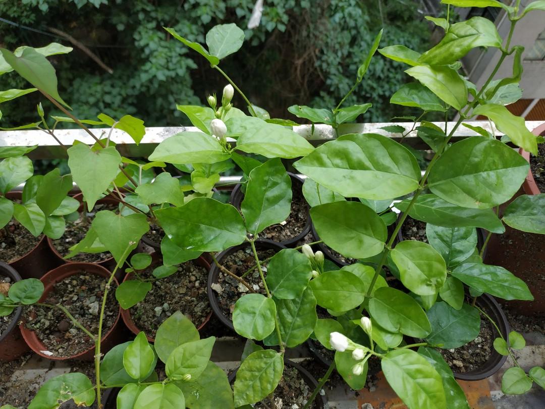茉莉花苗茉莉花bb 萌系開花植物jasminum Sambac Jasmine 傢俬 家居 園藝 植物及種子 Carousell