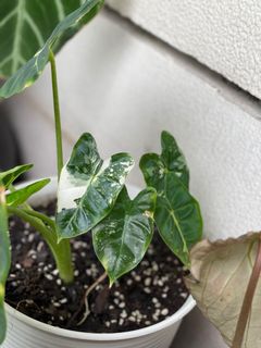 （分類：）位於 。 由 torplants 提交（商品編號 1094800533，圖片 1）。簡介： 。