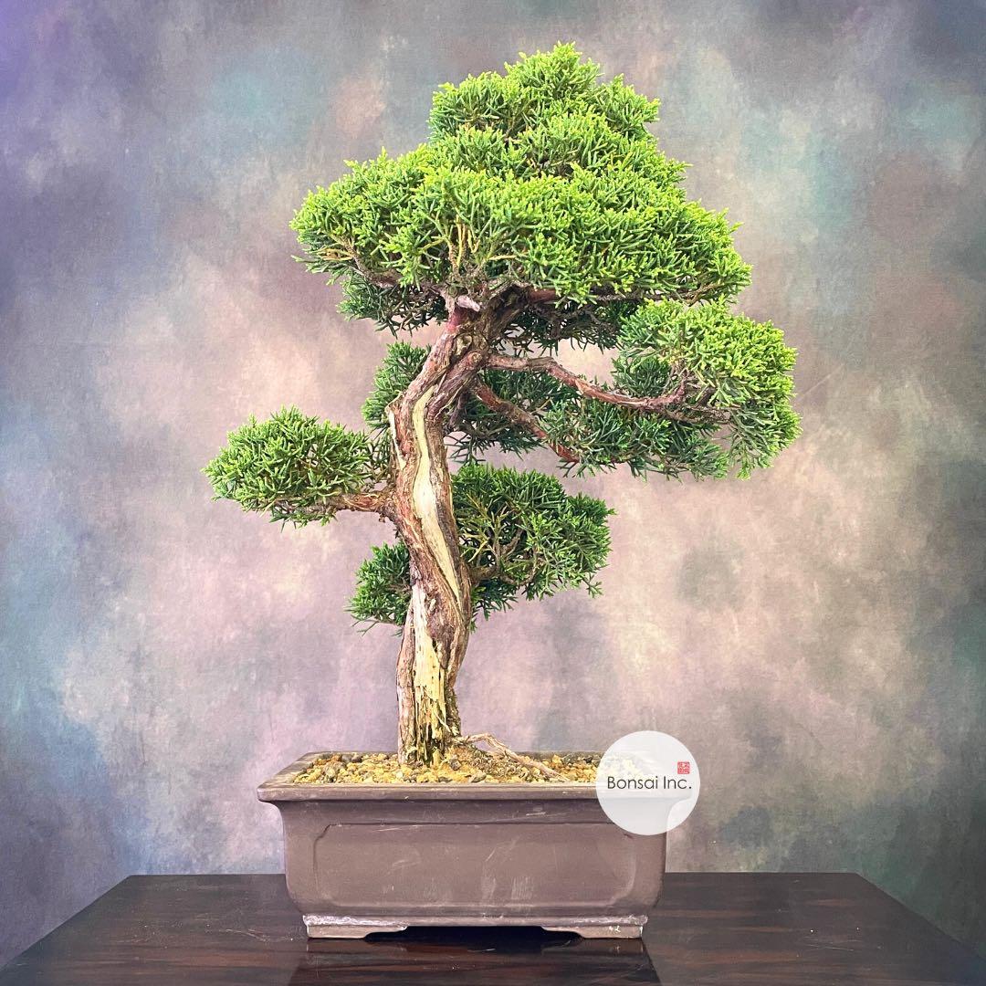 B Inc Japanese Tall Shari Twist Shimpaku Bonsai Furniture Home Living Gardening Plants Seeds On Carousell