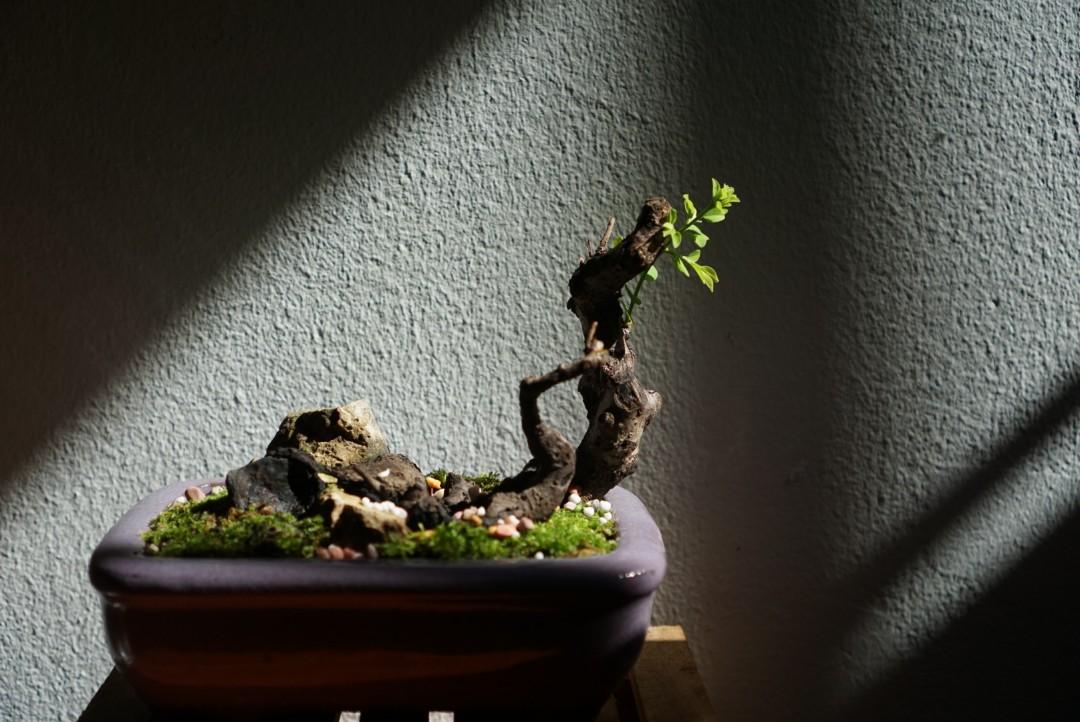 Bombay Ebony Bonsai (Diospyros Montana) aka Mustam, Furniture & Home