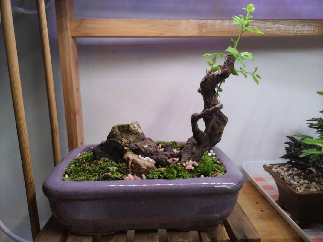 Bombay Ebony Bonsai (Diospyros Montana) aka Mustam, Furniture & Home