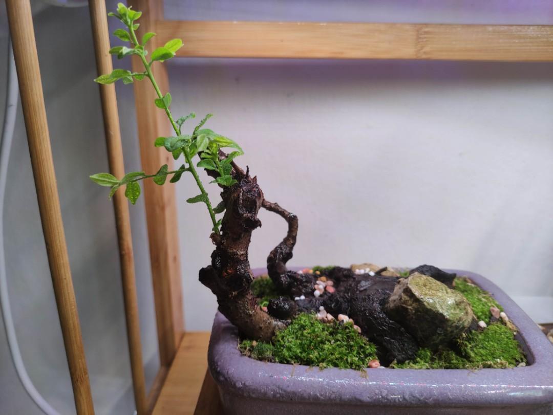 Bombay Ebony Bonsai (Diospyros Montana) aka Mustam, Furniture & Home