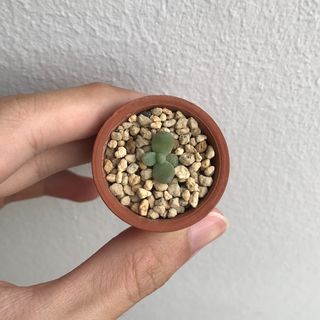 (Category: ) located in . Submitted by geminiplants (Listing ID 1094921423, Image 1). Description: .