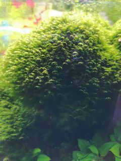(Category: ) located in . Submitted by fiercestar.6e4239 (Listing ID 1094905915, Image 1). Description: .