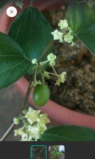 Jujube Plant Plants Seeds Carousell Singapore Jujube Plant Plants Seeds Carousell Singapore
